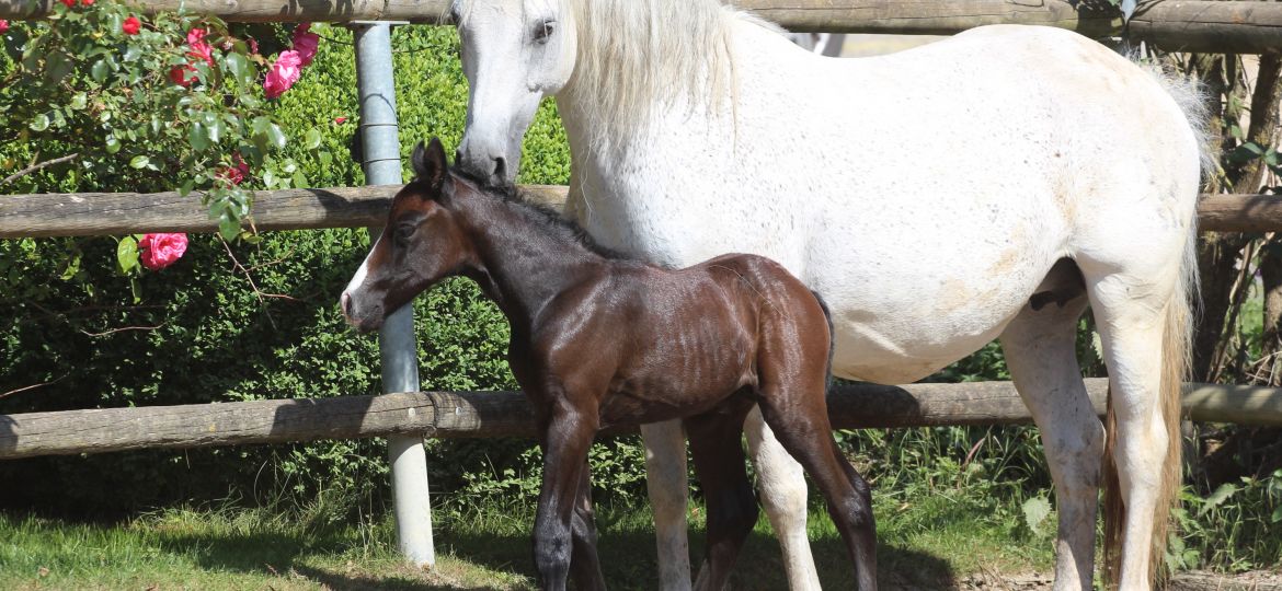 Lady Fohlen 068
