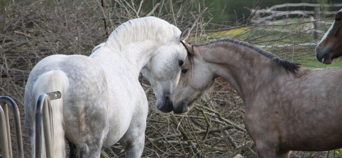 Verkaufsbilder und Kildu 070