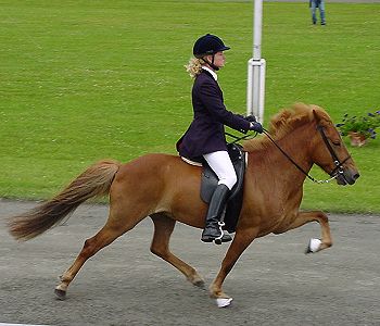 Individualtraining mit Tanja Gundlach IPZV Trainer B